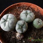 Collecion de Avonia