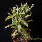 Collecion de Avonia