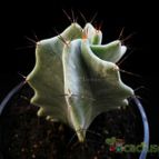 Collecion de Avonia