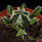 Collecion de Avonia