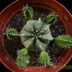 Collecion de Avonia