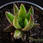 Collecion de Avonia