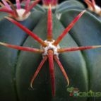 Collecion de Avonia