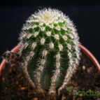 Collecion de Avonia