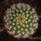 Collecion de Avonia
