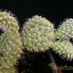 Collecion de Avonia