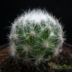 Collecion de Avonia
