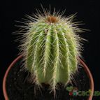 Collecion de Avonia
