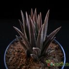 Collecion de Avonia