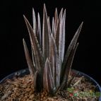Collecion de Avonia
