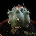 Collecion de Avonia