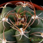 Collecion de Avonia