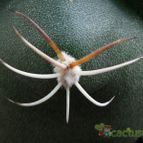 Collecion de Avonia