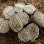 Collecion de Avonia