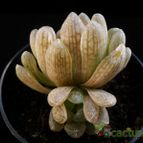 Collecion de Avonia