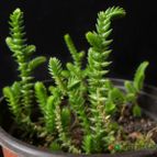 Collecion de Avonia