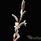 Collecion de Avonia