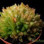 Collecion de Avonia