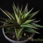 Collecion de Avonia