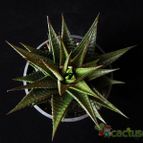 Collecion de Avonia