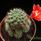 Collecion de Avonia