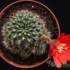 Collecion de Avonia