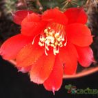 Collecion de Avonia