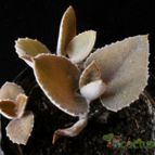 Collecion de Avonia