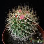 Collecion de Avonia