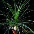 Collecion de Avonia