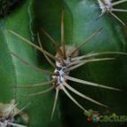 Echinopsis cinnabarina