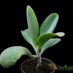 Collecion de Avonia