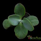 Collecion de Avonia