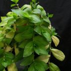 Collecion de Avonia