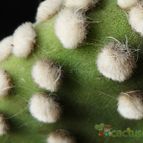 Collecion de Avonia