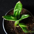 Collecion de Avonia