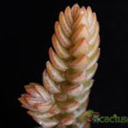 Collecion de Avonia