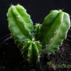Collecion de Avonia