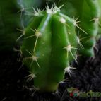 Collecion de Avonia
