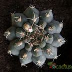 Collecion de Avonia