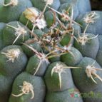 Collecion de Avonia