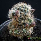 Collecion de Avonia