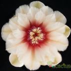 Collecion de Avonia