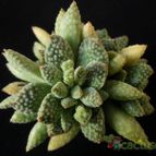 Collecion de Avonia