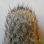 Collecion de Avonia