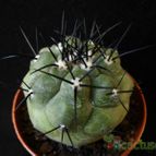 Collecion de Avonia