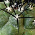 Collecion de Avonia