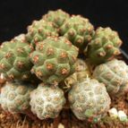 Collecion de Avonia
