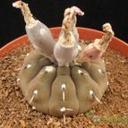 Collecion de Avonia