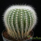 Collecion de Avonia